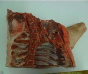 Jual Karkas Babi TERMURAH Berkualitas