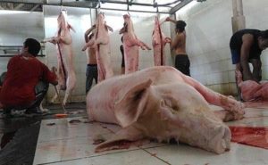 Jual Karkas Babi B2 Beku Bali Jakarta
